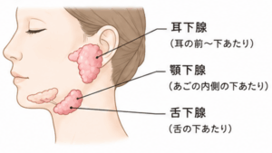 武蔵小杉の歯医者、武蔵小杉ネゴ歯科矯正歯科で、唾液腺腫瘍とは？種類や症状、治療法、予防法を解説