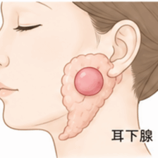武蔵小杉の歯医者、武蔵小杉ネゴ歯科矯正歯科で、唾液腺腫瘍とは？種類や症状、治療法、予防法を解説