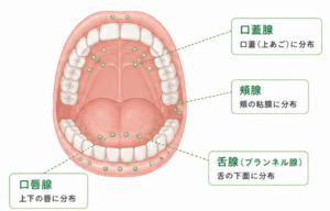 武蔵小杉の歯医者、武蔵小杉ネゴ歯科矯正歯科で、唾液腺腫瘍とは？種類や症状、治療法、予防法を解説